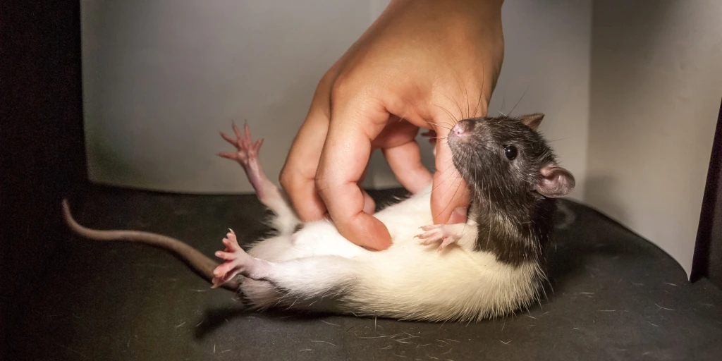 pet-rat-squeezed